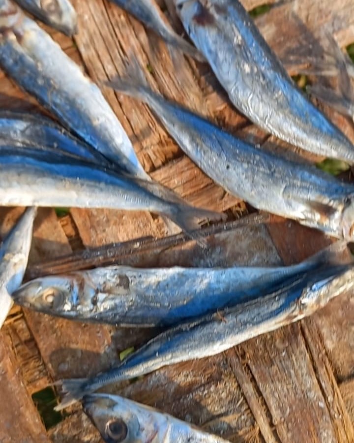 Ikan Layang Deles - Ikan Asin Subkhan