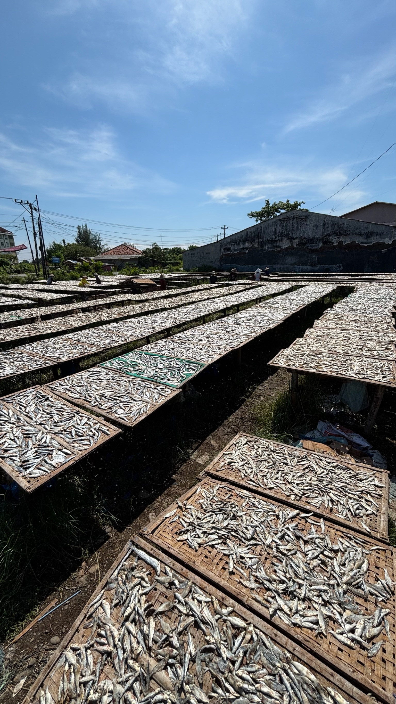 Proses pengemasan ikan asin Subkhan