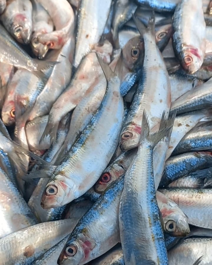 Ikan Juwi - Ikan Asin Subkhan